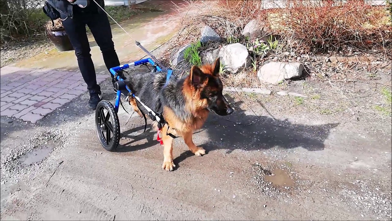 Luna wózek