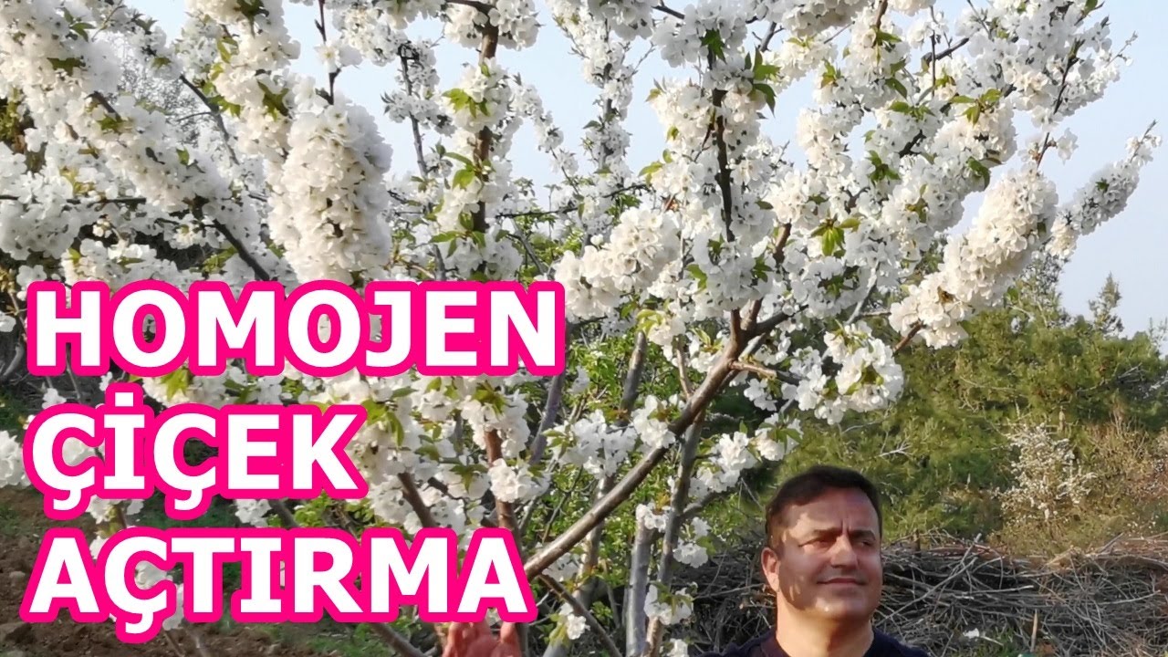 Kiraz Ağacında Sağlıklı Çiçeklenme Ve Meyve Tutumunu Artırmak - Ağaçlarda Döllenme Sorunları - Verim