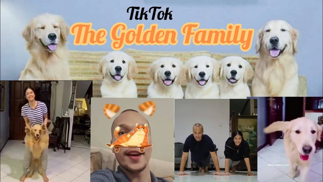 ini dia TikTok THE GOLDEN FAMILY😍 || Story The Golden Family👪
