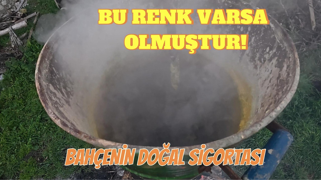ZEYTİNLİKTE DOĞAL MÜCADELE: KENDİ İLACIMIZI KENDİMİZ YAPIYORUZ