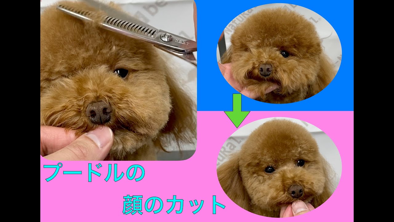 【顔カット】プードル：テディ