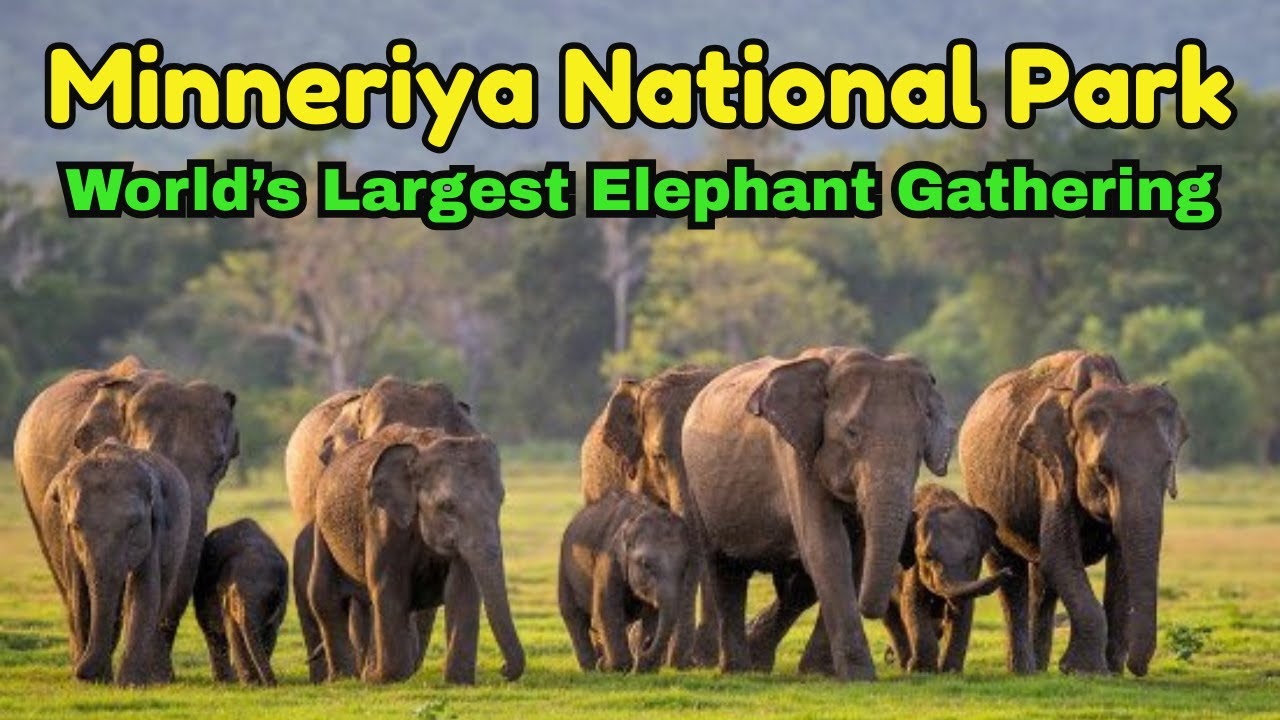 Minneriya National Park | World's Largest Wild Elephant Gathering