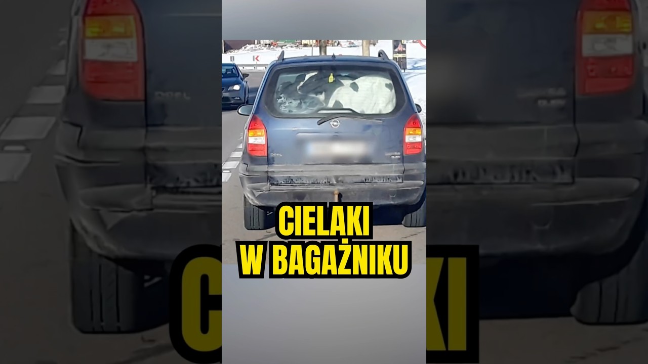 🐄 Ile cielak&oacute;w zmieści się w oplu❓🤔 #polskiedrogi #piracidrogowi #rolnictwo #wideorejestrator