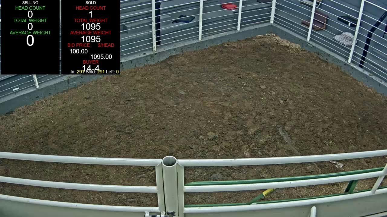 Everson Auction Market Live Stream 2/16/2026