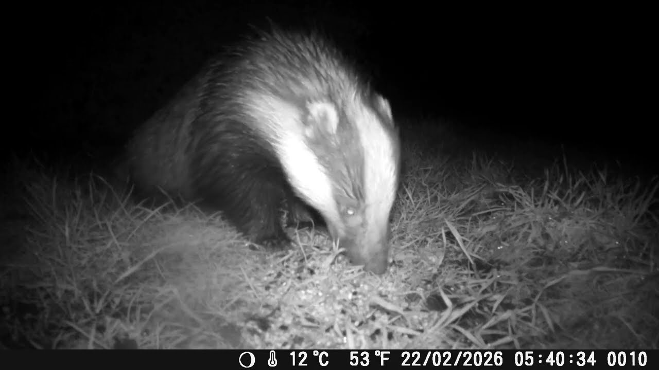 Badgers in our Cambridge garden(Week 4 February 2026)
