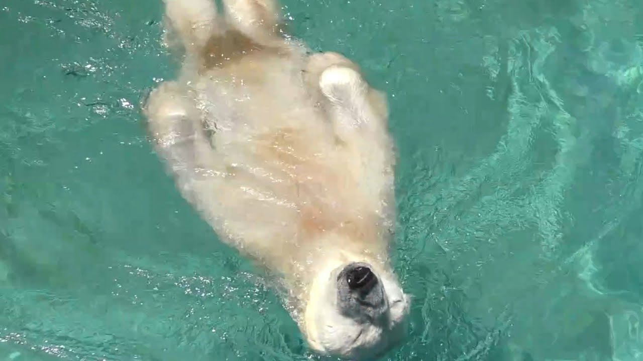 【祝！35歳】バリーバ（国内最高齢のホッキョクグマ）プールで優雅に泳ぐ♪とべ動物園にて