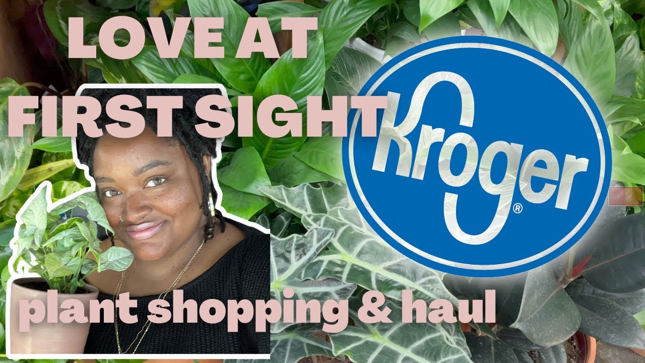 GROCERY STORE PLANT SHOPPING | plant haul 2023 + rare plant, confetti syngonium