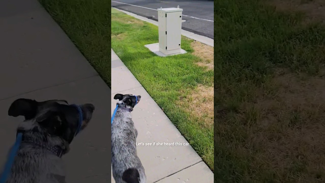 The right leash helps with training #leash #dog #dogshorts #behaviortraining