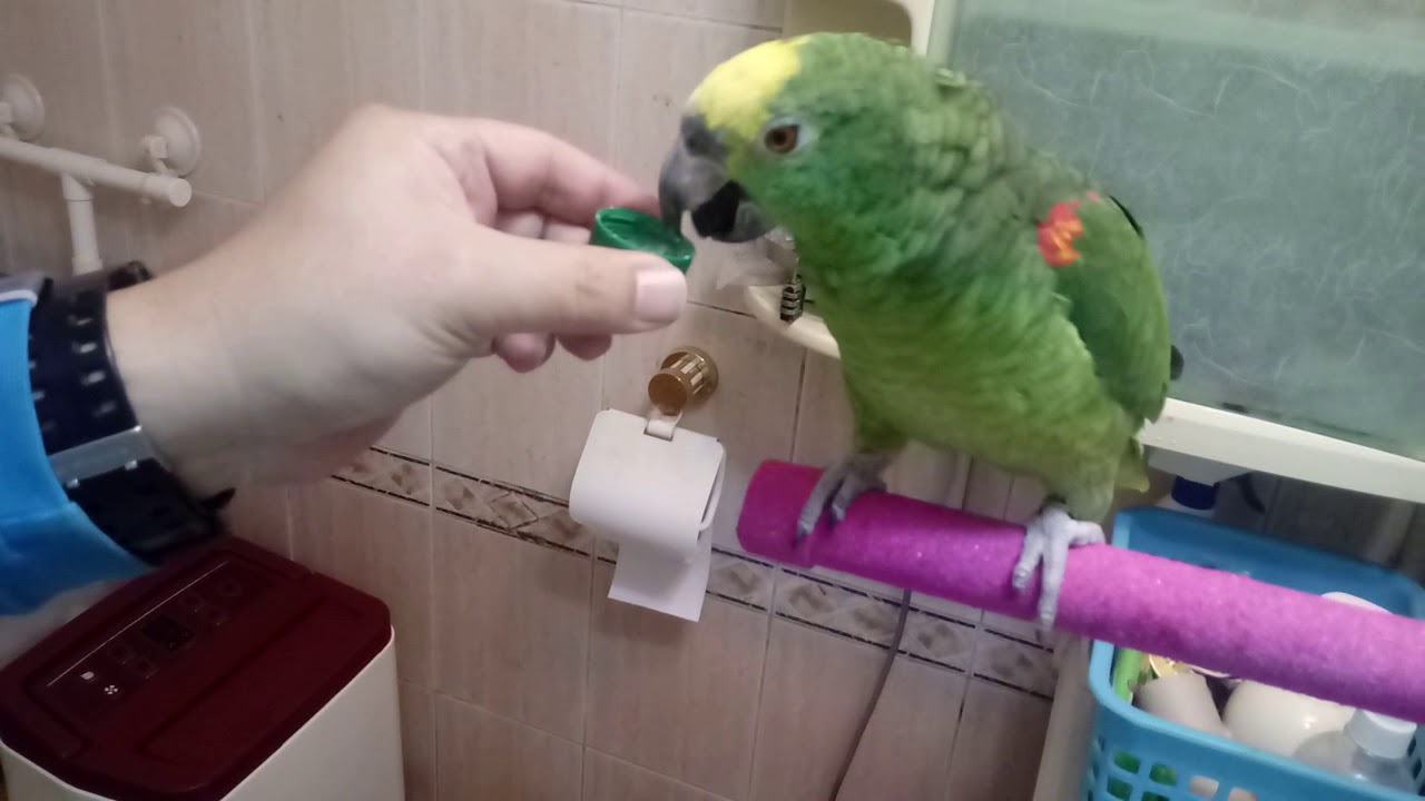 Amazon Parrot's the first time of sparkling water
