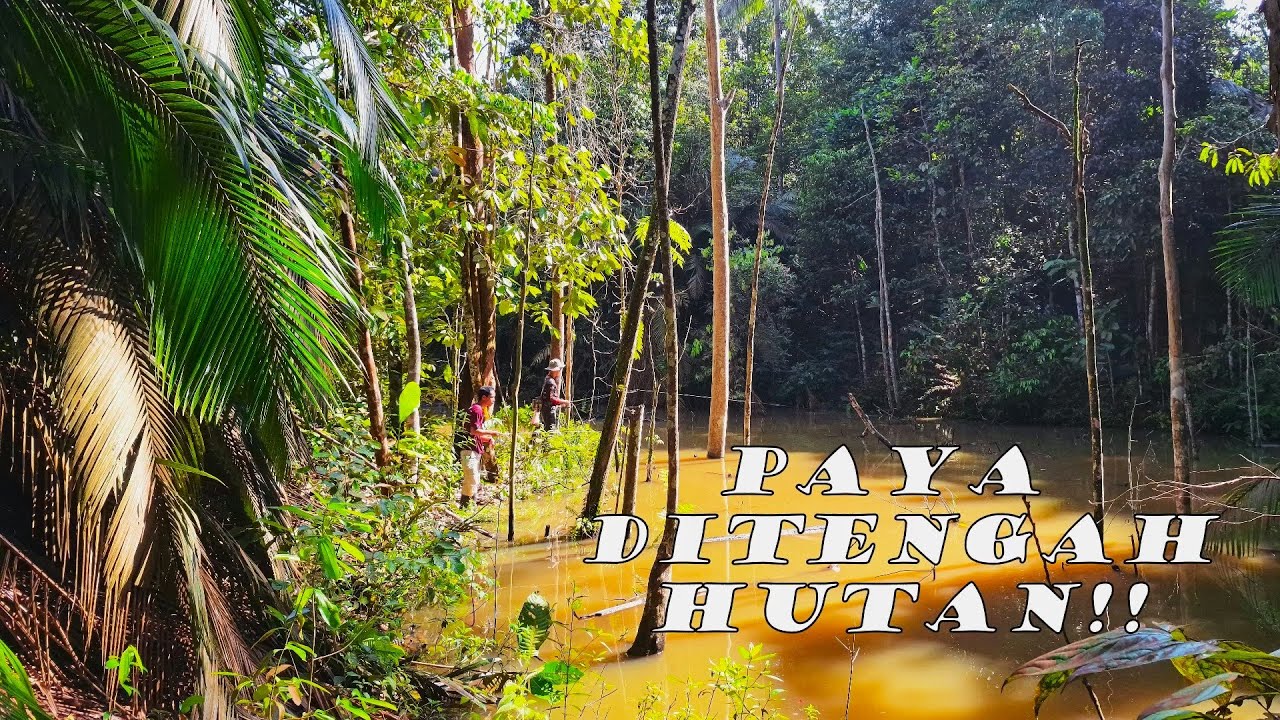Casting Haruan Gabus Paya Ditengah Hutan!!! Aduhhhhhh!! Kena Sengaatttt!!