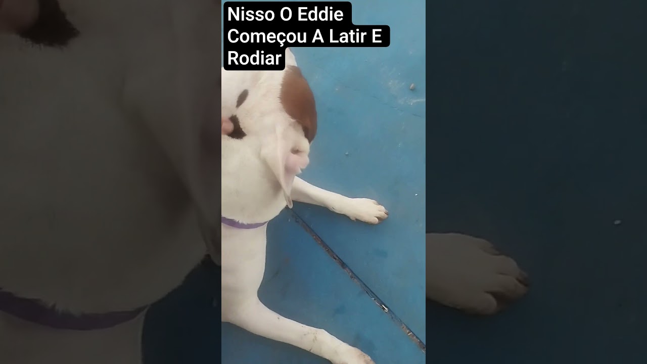 🐕Me Sentindo Mal #pessoas #viral #dogs #reels #pitbulls #fyp #pitmonster #falhas #4patas #eddie