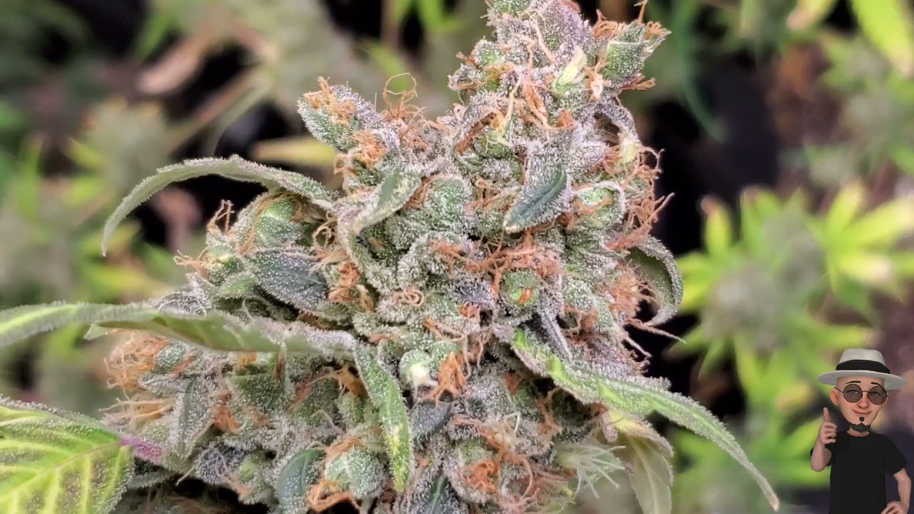 Wedding Cake Auto,  A Closer Look 👀 Harvest  ( TV420 📺  )