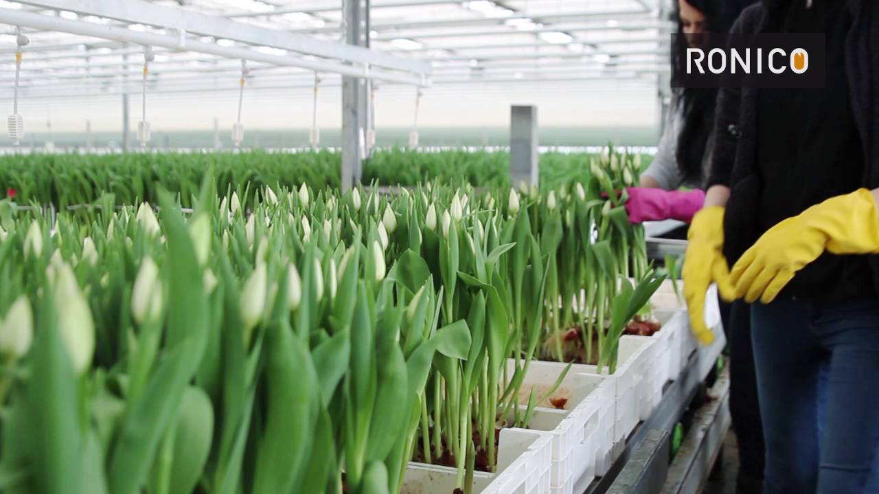 Werken bij de broeierij bedrijven