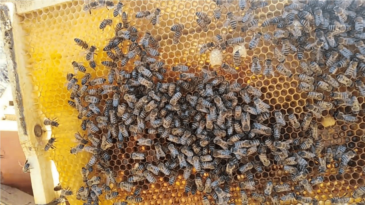 Ana arı ızgarasında ana arı yukarıda olursa ne olur