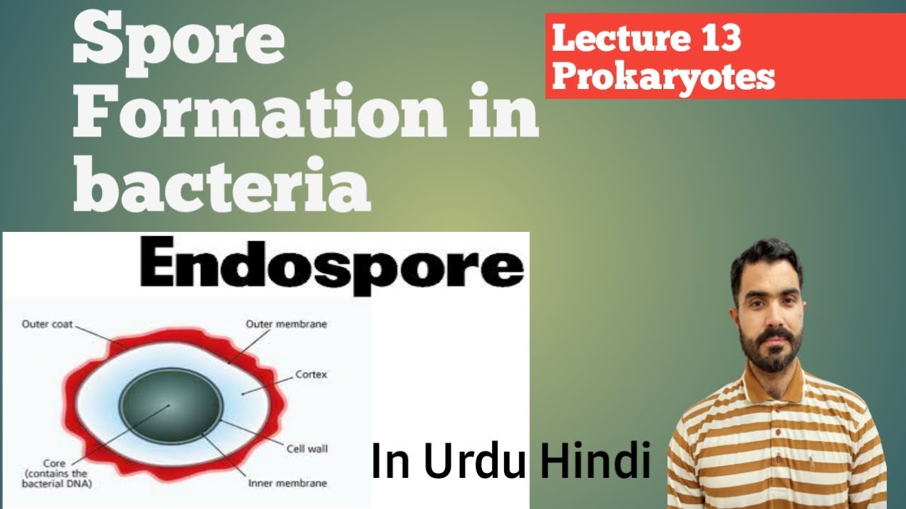 L-13 Spore formation in bacteria|| Endospore and Exospore  Prokaryotes
