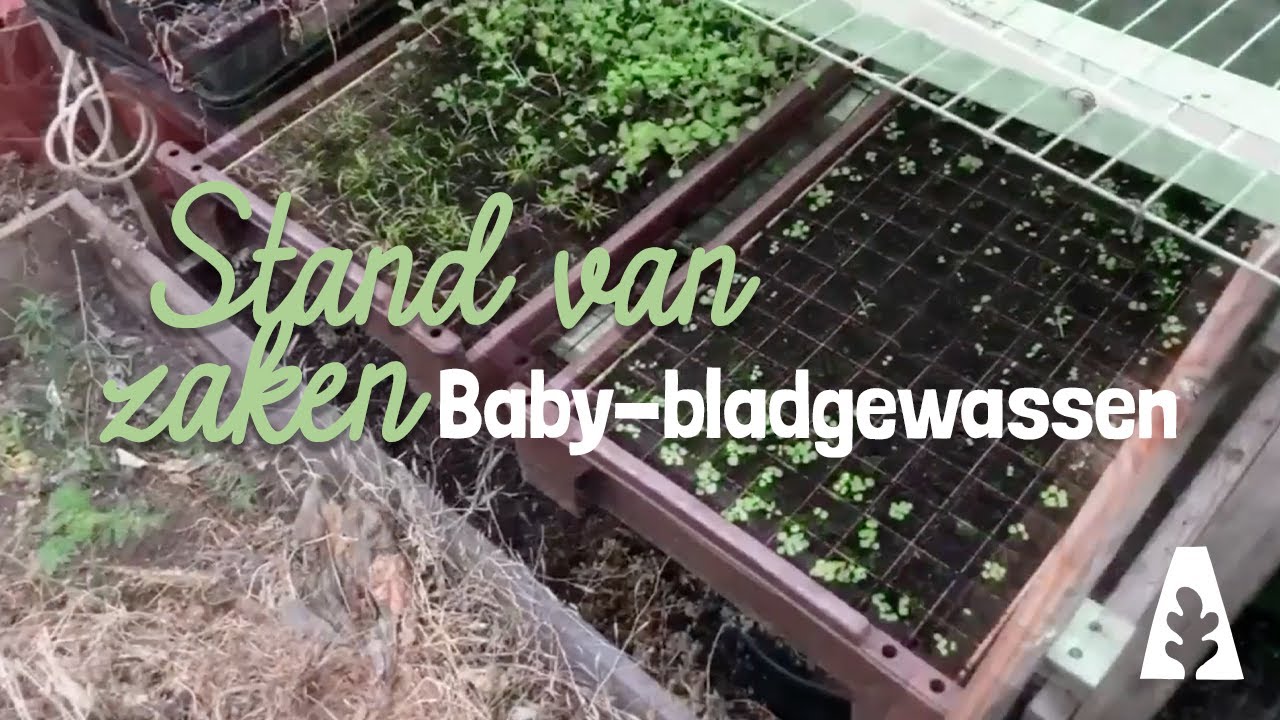 Stadstuinieren - De stand van zaken: baby-bladgewassen