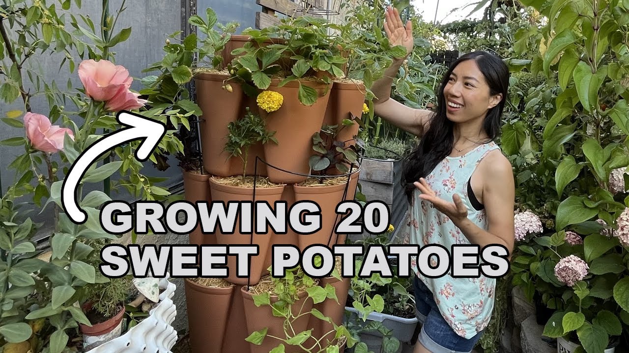 Maximize Your Harvest: Vertical Sweet Potato GreenStalk Setup