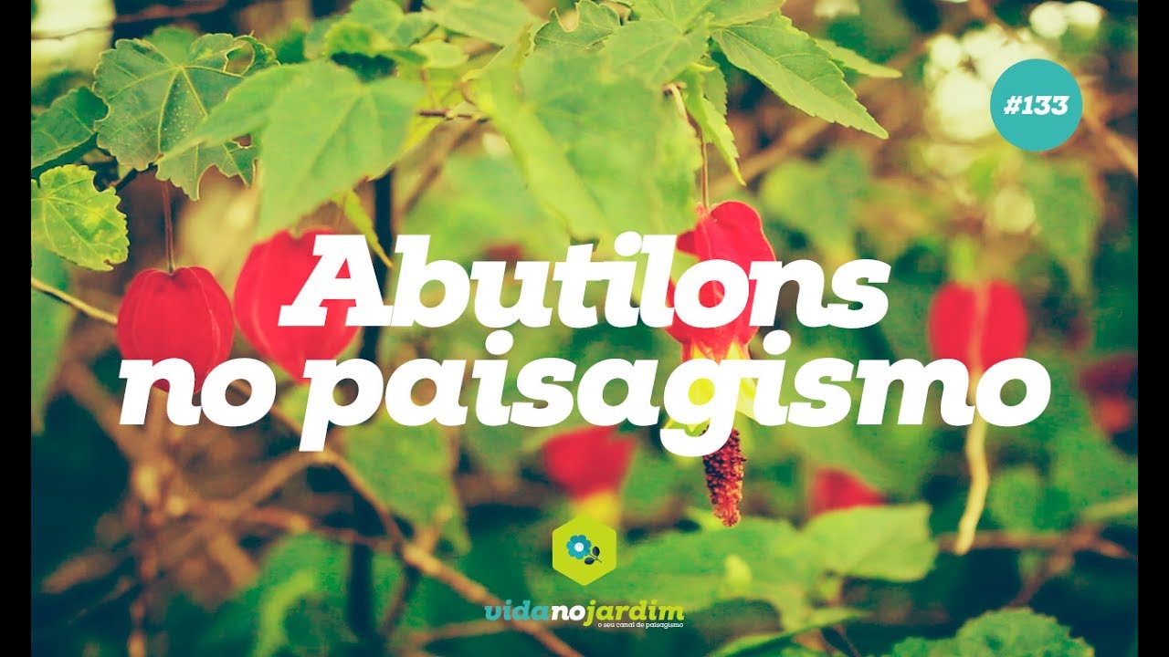 Abutilons no paisagismo