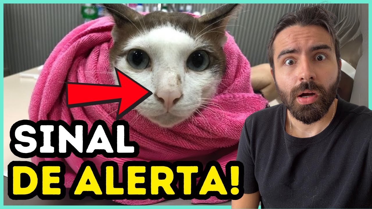 Se o Nariz Do Seu Gato Ficar ASSIM, Ele Está DOENTE!