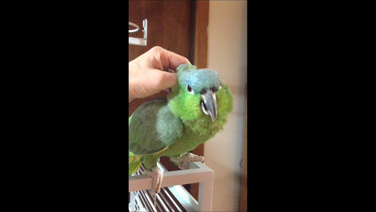 Mealy Amazon 2653