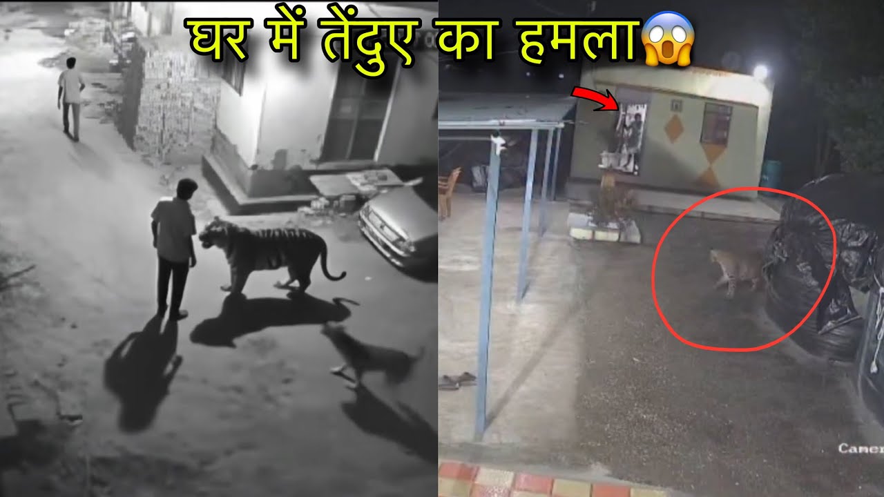 Leopard Attack In Man CCTV Camera Leopard Attack Indian Village | Viral Video Wild Leopard Attack