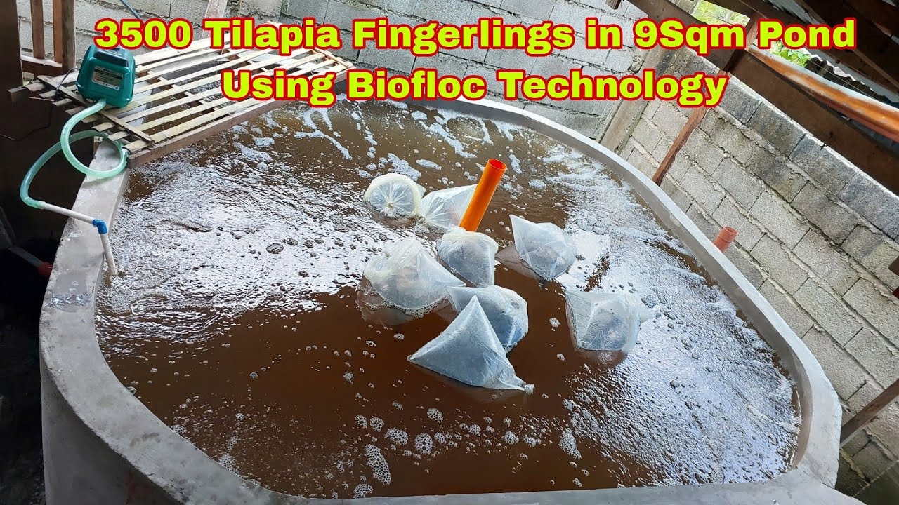 BIOFLOC TECHNOLOGY- 3500 Tilapia Fingerlings in 9 Sqm Pond