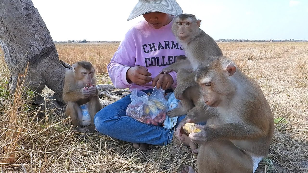 Smart Kako Family's Happy Weekend Picnic At Rice Field