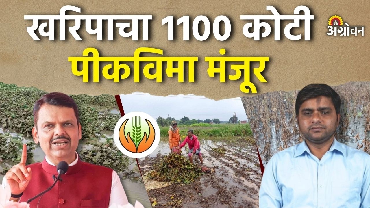 Kharif Crop Insurance : नुकसानग्रस्त शेतकऱ्यांना हेक्टरी किती विमा भरपाई मंजूर झाली | Agrowon