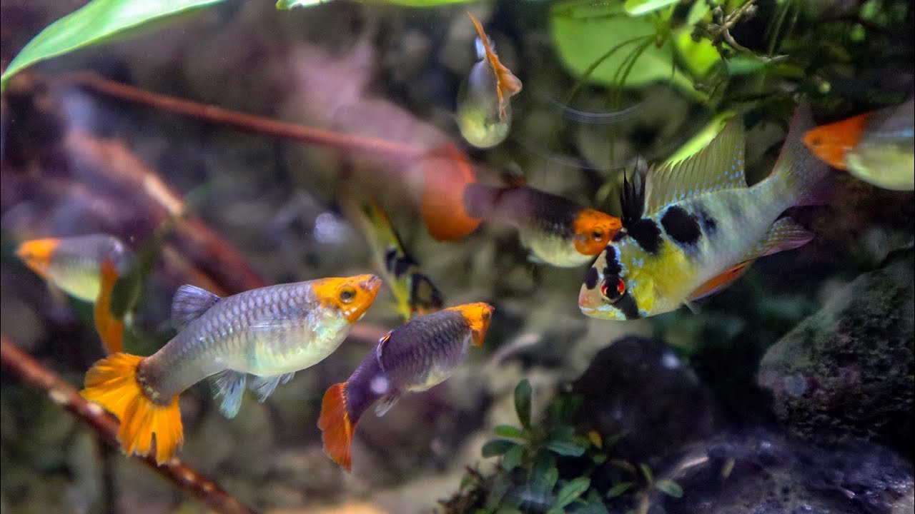 Koi Guppies and German Blue Rams in a Paludarium - AMAZING!