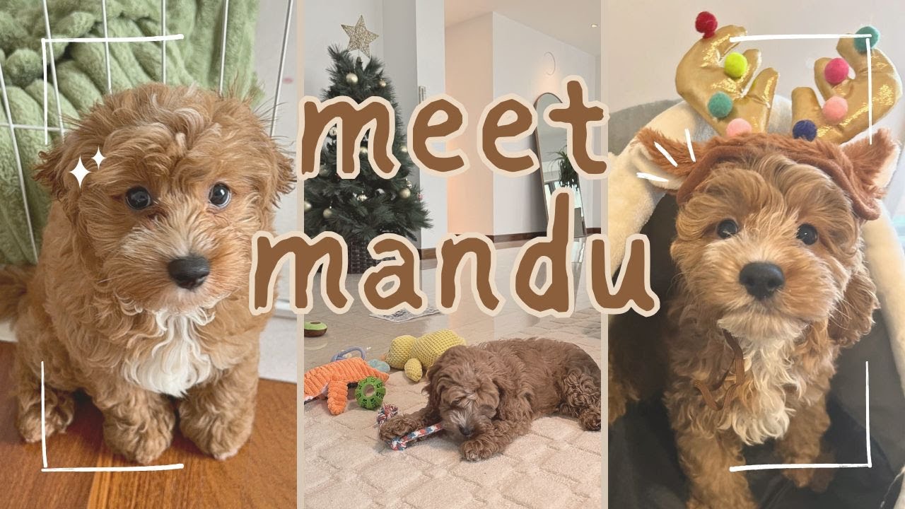 Why we named our puppy 'Mandu' (Too cute to handle!) 🥟 | 사고뭉치? 천사? 우리 집 새 식구 만두의 반전 정체 🐶
