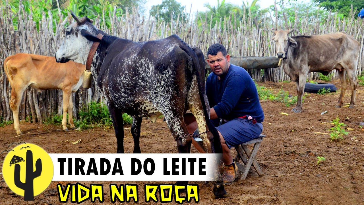 [VIDA NA RO&Ccedil;A] Lida da FAZENDA do Agricultor e Pecuarista: CHICO da MUDA |Tirada do LEITE das Vacas🌵