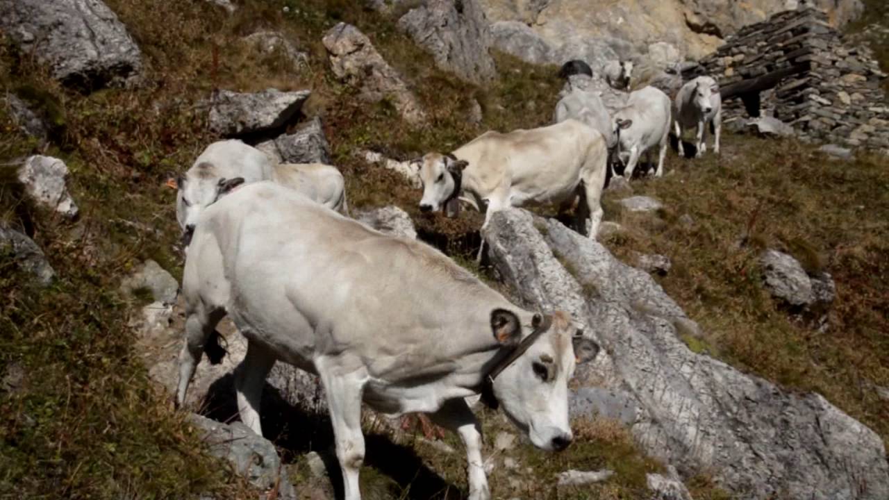 mucche a settembre dagli alpeggi  in val Varaita