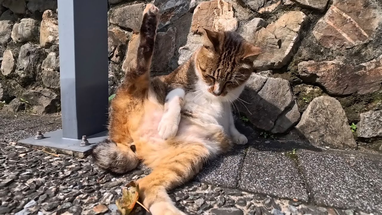 Самое прекрасное утро — это спокойно понежиться на солнышке, как он. 💕🌞