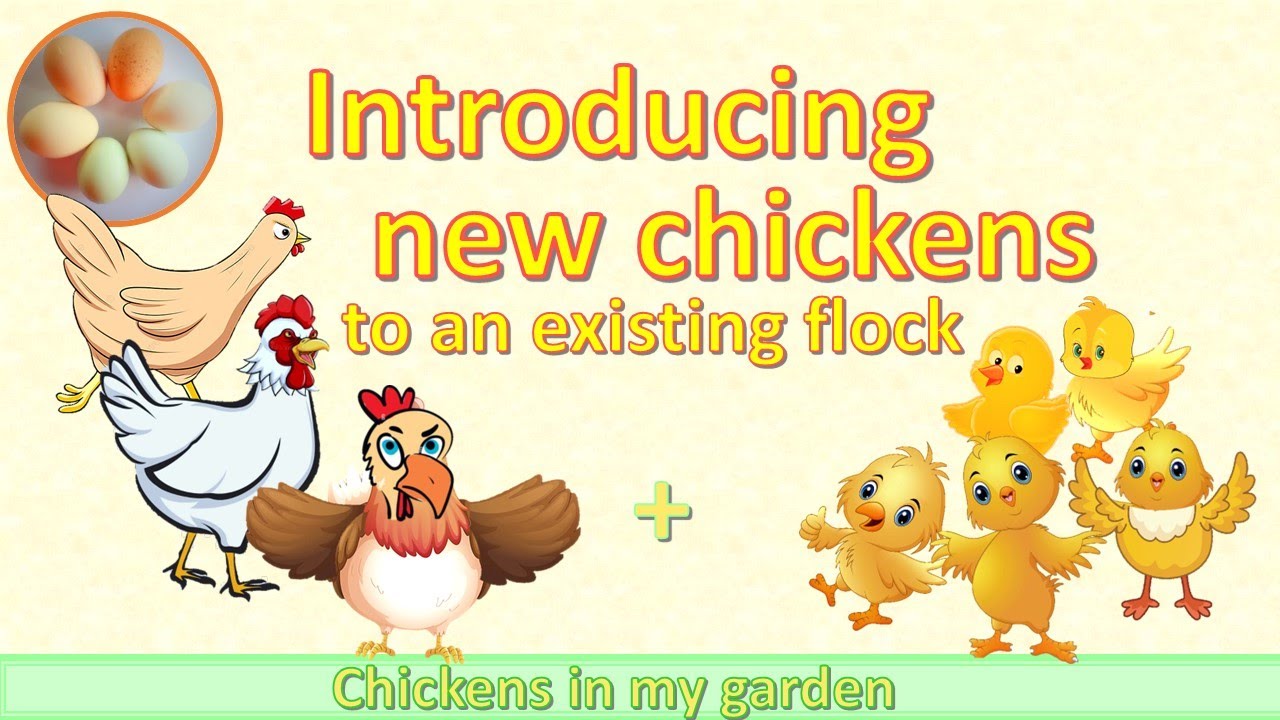 How I introduced new chickens to my flock - at 4 weeks old!