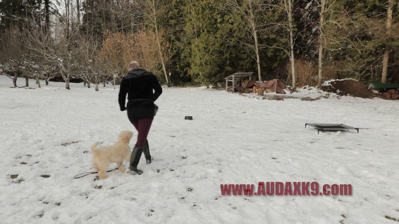 Puppy Board and Train Jameson 4 Month Old Labradoodle Obedience