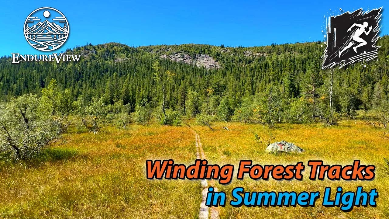 Virtual Running | Winding Forest Tracks in Summer Light 🏃🌲