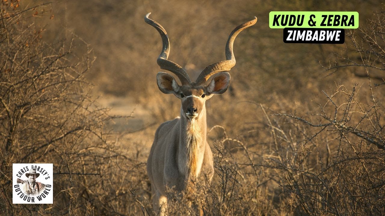 Zimbabwe Plainsgame Hunt for Kudu & Zebra