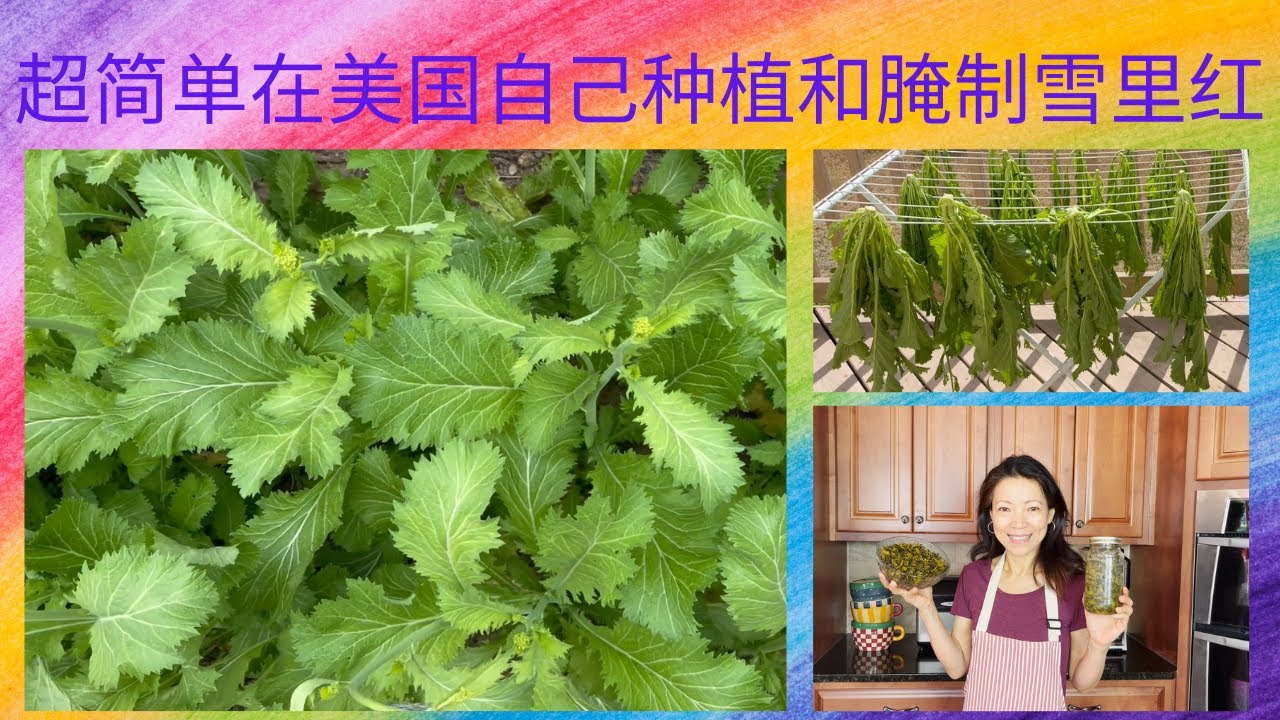 超简单在美国自己种植和腌制雪里红| [Eng. Sub] Super Easy to Grow and Pickle Potherb Mustard in the U.S.
