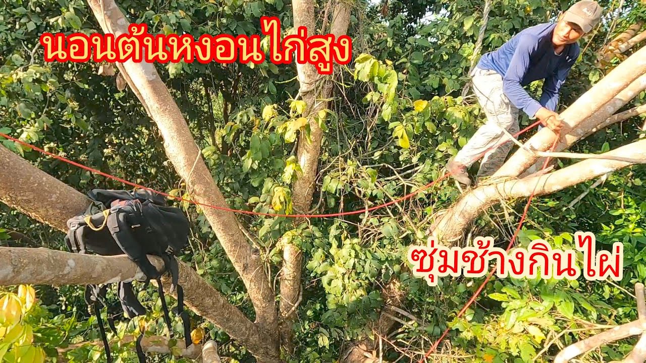 ผูกเปลนอนต้นหงอนไก่สูง ซุ้มรอช้างพ่อใหญ่มากินไผ่ 05/03/69