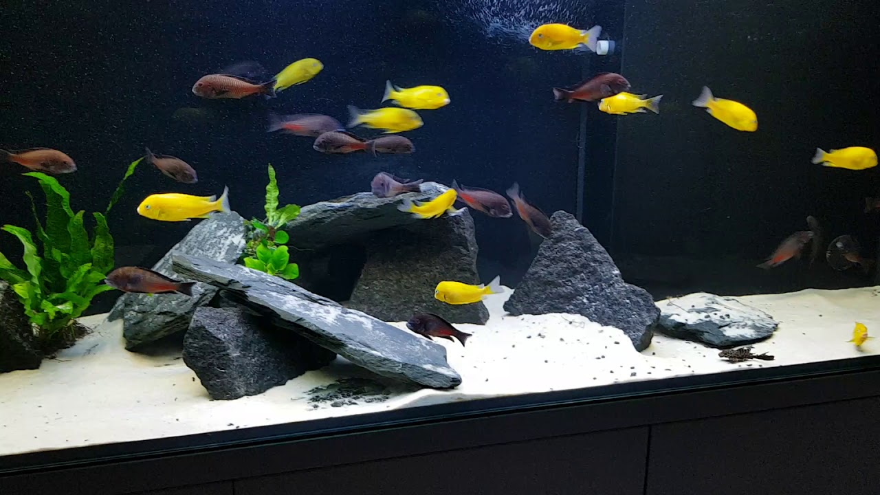 Tropheus chipimbi & golden kiriza