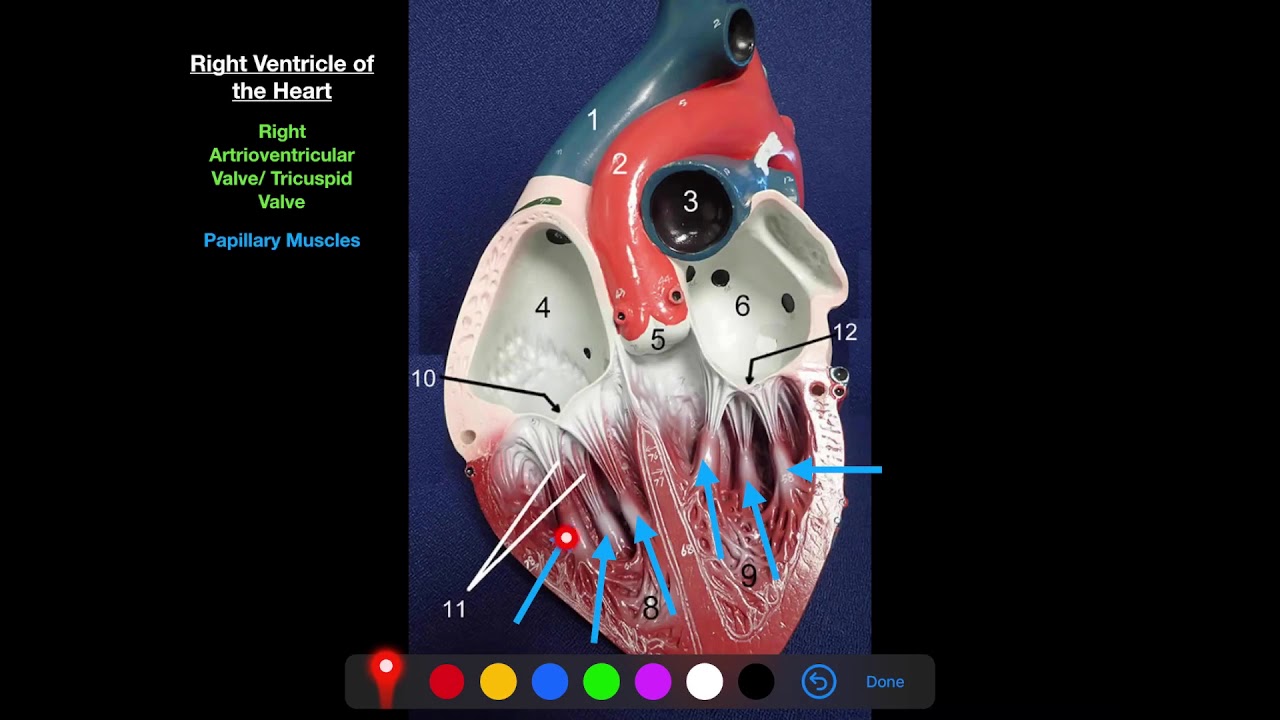 Landmarks of the Heart