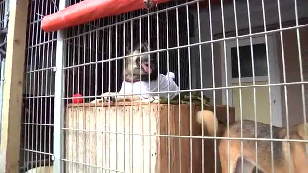 HundeHilfe Koblenz e.V - Hunde die euch brauchen
