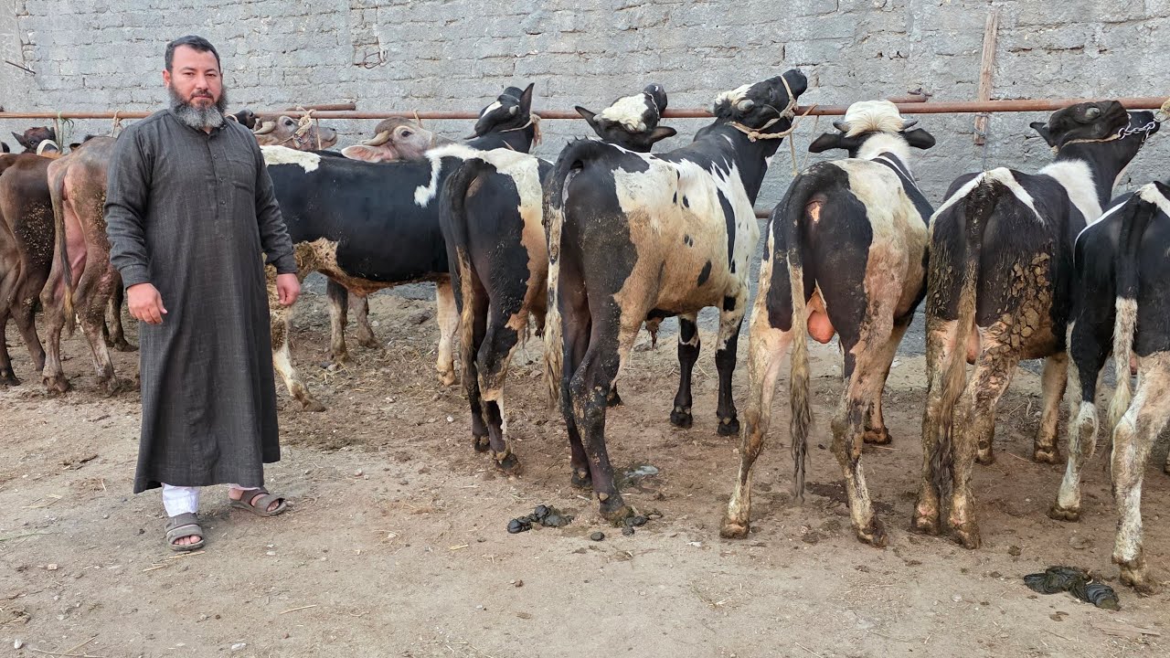 العالم كله يحضر هنا فورا عشان العرض مش عادي  اسعار ببلاش ممنوعات سلالات عالمية علي ارض مصرية