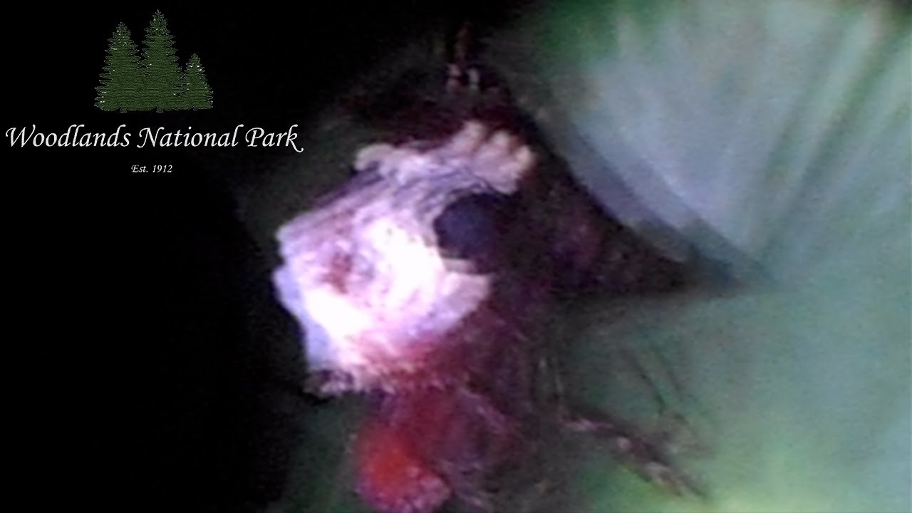 The Dyier Corporation Hunts Down Wendigo Found Footage Tape Woodlands National Park