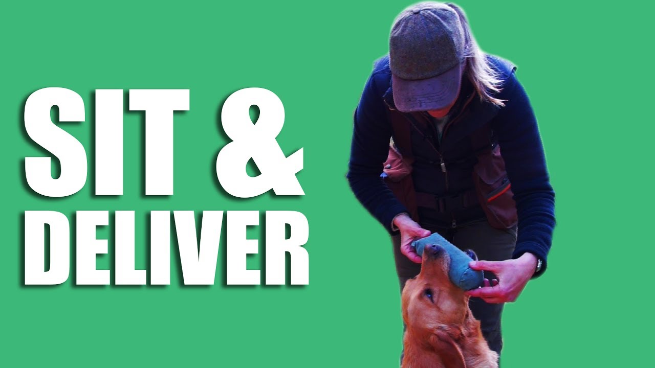 Gundog Summer Boot Camp: Sit and Deliver