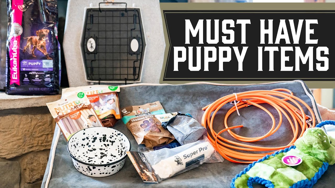 Must Have Items For Your New Puppy