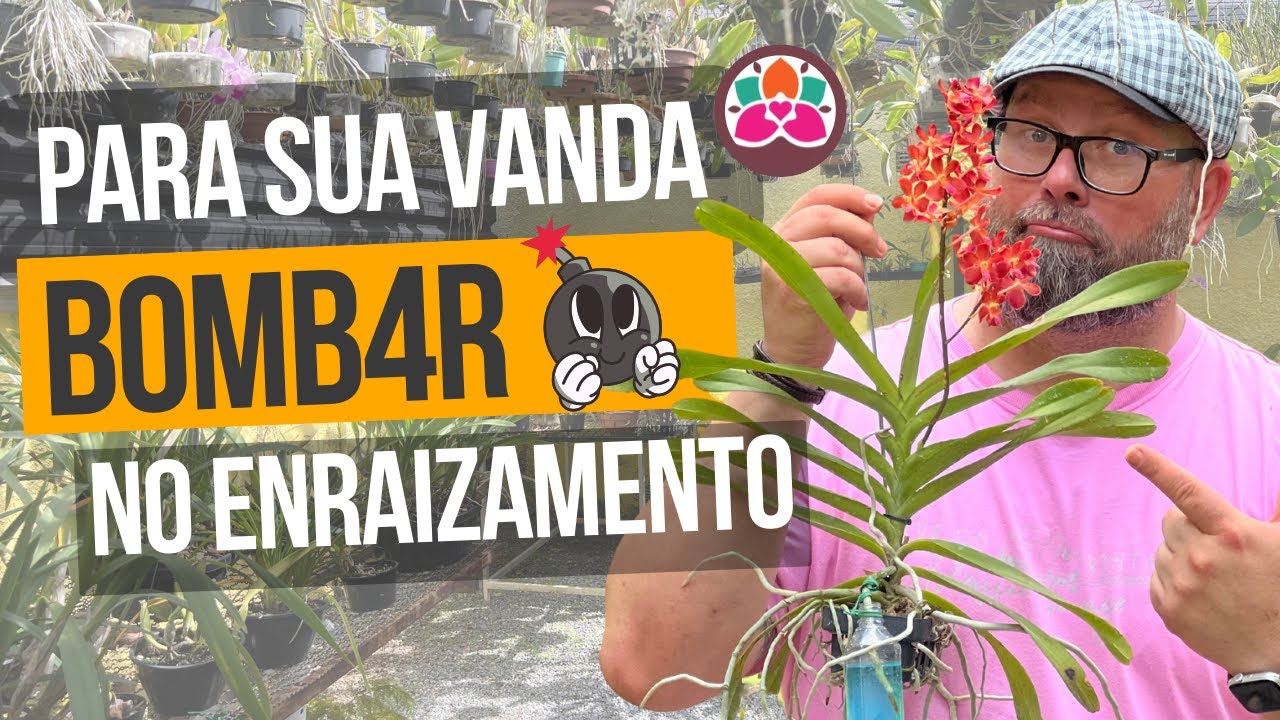 ADUBO NA RAIZ DA ORQUÍDEA: SUA VANDA VAI  ADORAR