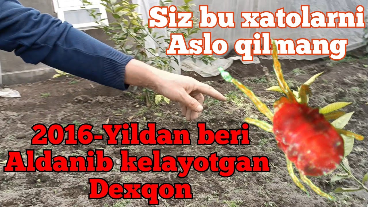 Aslo siz bu hatolarni qilmang 2016- Yildan beri aldanib kelgan dexqon.Асло сиз бу хатоларни килманг.