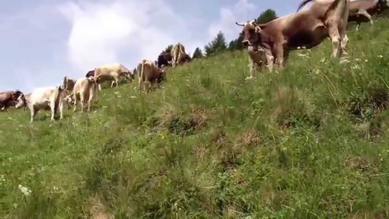 Vacche al pascolo 3