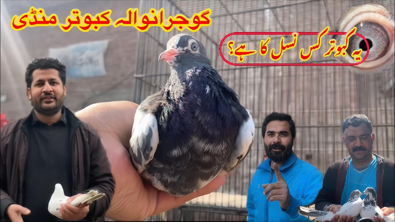 Gujranwala Kabutar Mandi || Ep 201 || گوجرانوالہ کبوتر منڈی 